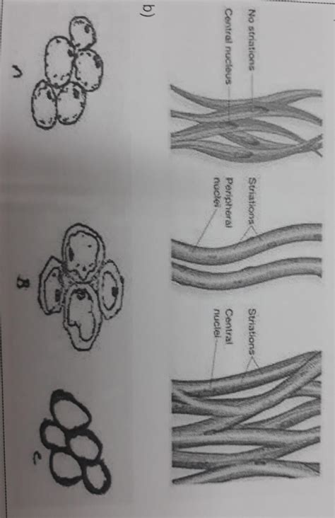 Observe the given diagrams and differentiate between the three types of ...