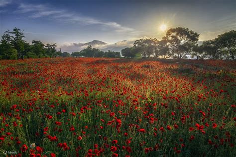 [Day tour from Seoul] Nami Island, Water Garden, Namhansanseong - Klook ...