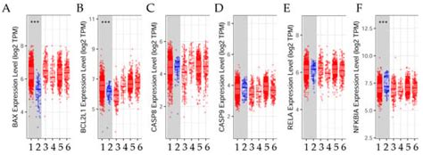 Noscapine and Apoptosis in Breast and Other Cancers