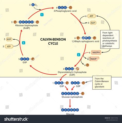Photosynthesis Diagram Calvin Cycle