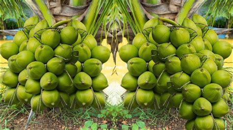 Creative Farmer Coconut Fruit Plant Dwarf Variety Dxt Coconut Tree Huge ...