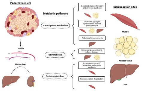 Can Pancreatitis In Dogs Cause Diabetes