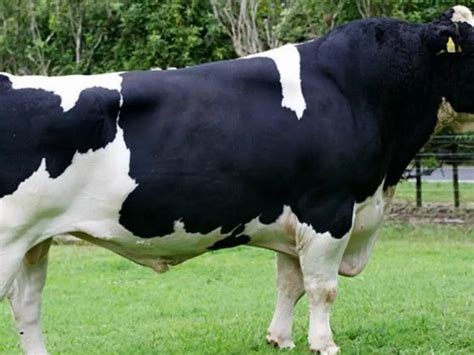 Punjab AAP Lawmaker Wants Governemnt To Slaughter 'Non-Desi' Cows To ...