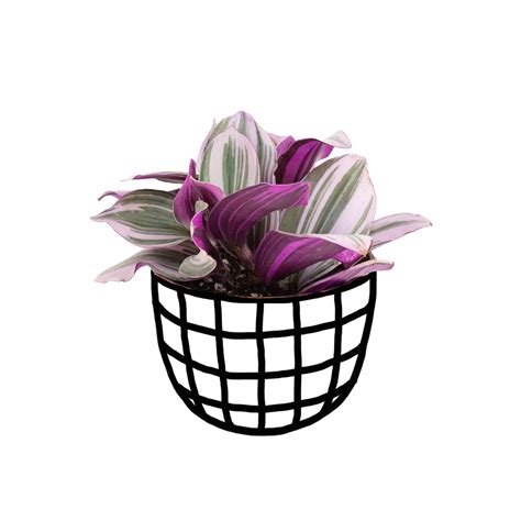 Tradscantia Nanouk - Tradescantia - Soiled