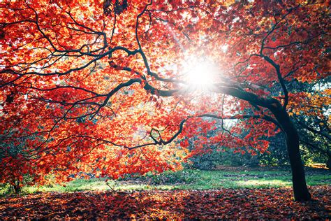 How to Plant Japanese Maple Trees | Planting & Care Guide for Japanese ...