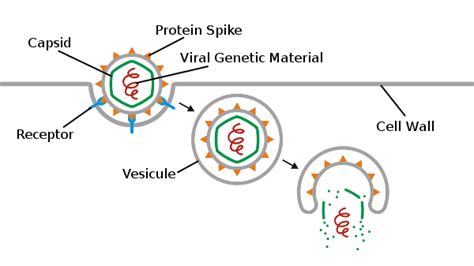 Image result for How Do Viruses Work