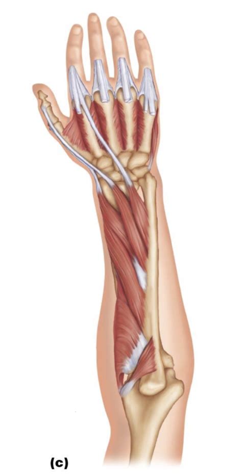 Image result for Contralateral Forearm