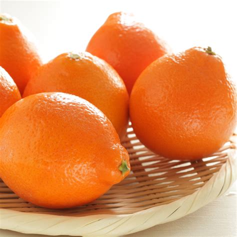 Minneola Tangelo Tree For Sale | Tangelo Plant | Citrus.com