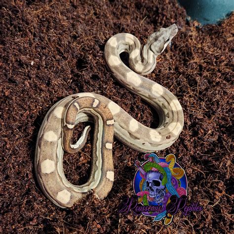 Aztec Motley 100% het Carbon PH Kahl and VPI : r/snakes
