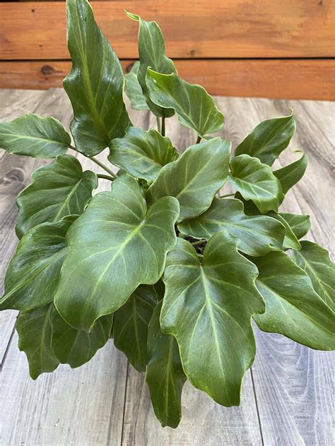 18 Types of Philodendron Plants (With Pictures!) - Paisley Plants