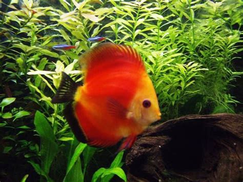 Discus Guide 的图像结果