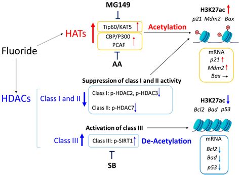 Fluoride Alters Gene Expression via Histone H3K27 Acetylation in ...