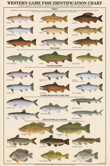 western game fish identification chart free - live App: instantly ...