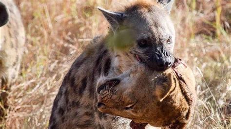 Image result for Python Rival Animal