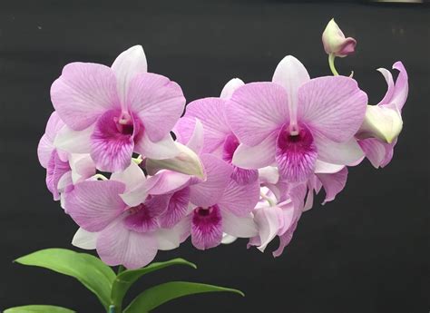 Florona Dendrobium Seedling Plants " Pink Candy stripe " 1 Healthy Live ...