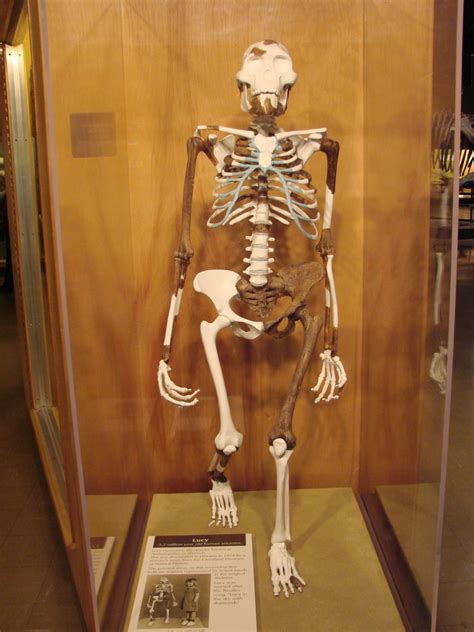 Monogenesis: Origin Of Man: Key Discoveries - when was lucy discovered