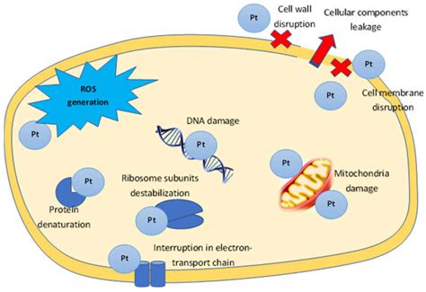 Green Synthesis of Platinum Nanoparticles for Biomedical Applications