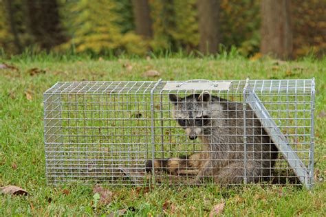 Animal Traps And Snares