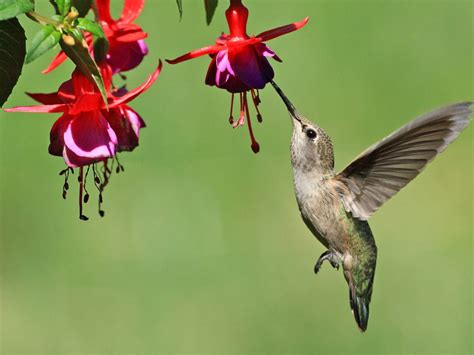 Hummingbird Planter Plants