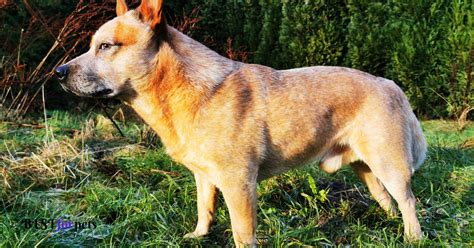 10 Most Active Dog Breeds In The World - Best For Pets