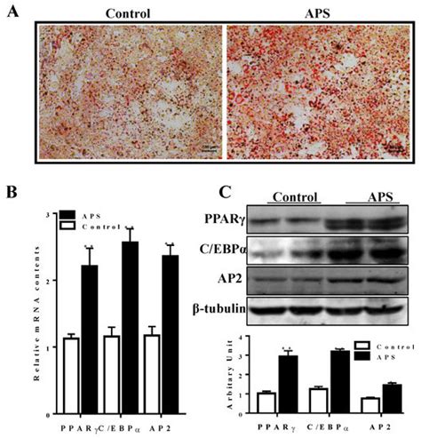 Astragalus Polysaccharide Improves Insulin Sensitivity via AMPK ...