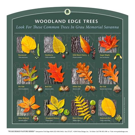 Image result for Tree Identification Chart