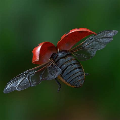 Image result for Ladybug Realistic