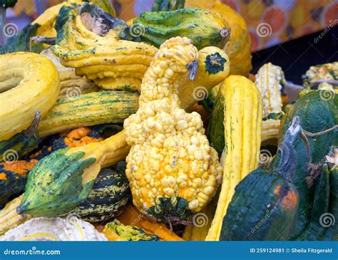 Close Up on Various Colors and Shapes of Autumn Gourds Stock Image ...
