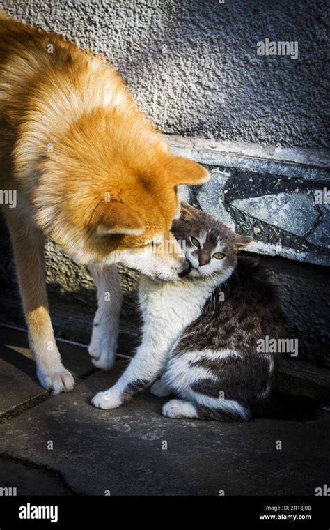 Image result for Python Attacks Cat