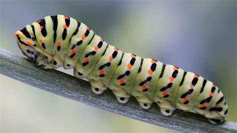 Caterpillars evolved their weird chubby little 'prolegs' from ancient ...