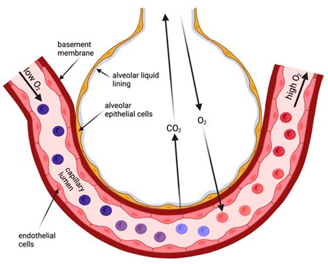 Where Is The Alveolar Capillary Membrane Located at Lola Cochran blog