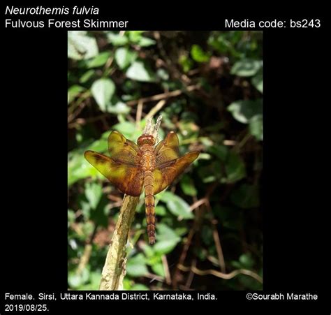 Neurothemis fulvia Drury, 1773 - Fulvous Forest Skimmer | Odonata