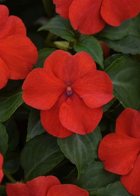 Impatiens sun/shade resister red – Flowers by Sleeman