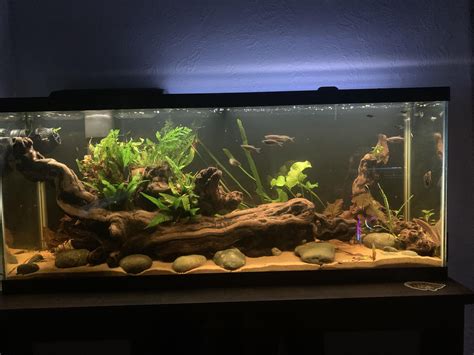 55 Gallon Freshwater Aquarium Setup