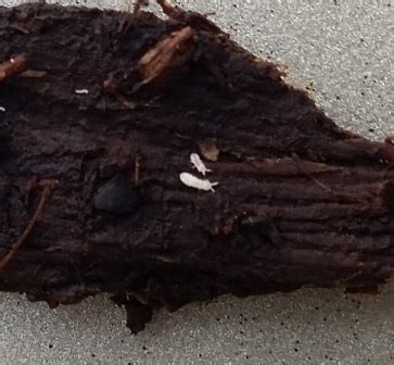 Image result for Do Springtail Hop