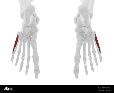 Flexor digiti minimi brevis muscle, computer illustration Stock Photo ...