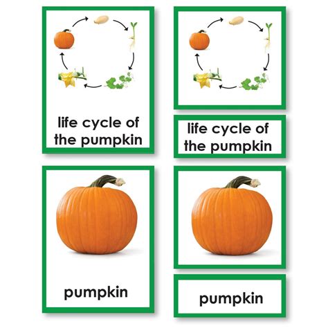 Free life cycle of a pumpkin, Download Free life cycle of a pumpkin png ...