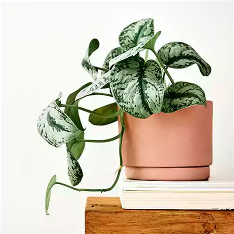 Silver Satin Pothos (Scindapsus Pictus) Plant – Lalit Enterprise