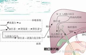 Image result for 胆红素