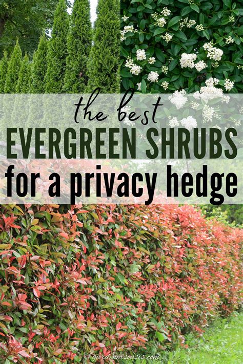 Top Evergreen Flowering Shrubs for Florida Privacy Hedges: Stunning ...