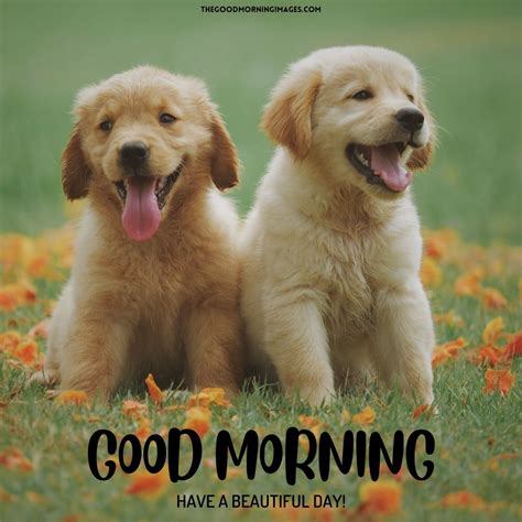 Image result for Good Morning Cockapoo