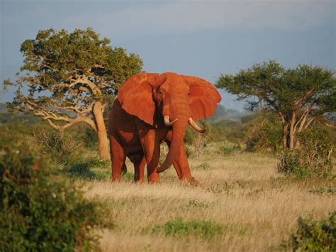 Tsavo East National Park - Kenya - Travel and photo tips | PhotoMoai