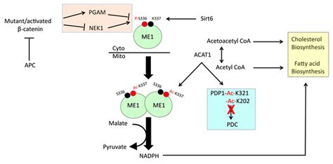 The Metabolic Fates of Pyruvate in Normal and Neoplastic Cells
