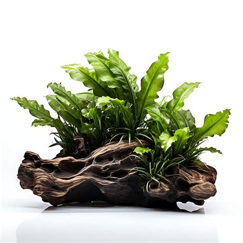 Image result for How to Glue Java Fern to Rocks