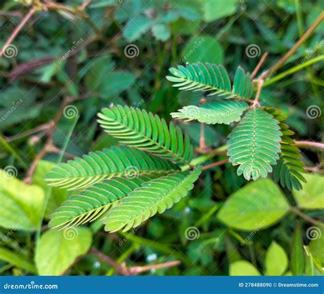 The Highly Sensitive To the Touch Compound Leaves of Mimosa Pudica – a ...