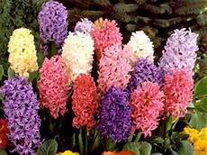 fiori di primavera nomi ilovefundraising fiori di primavera nomi ilovefundraising