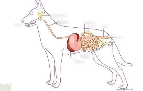 The Steps of a Dogs Digestive System 的图像结果
