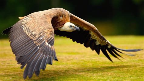 Petition · Save Indian Vulture - India · Change.org