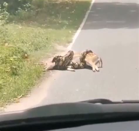 Image result for Python Attacks Deer