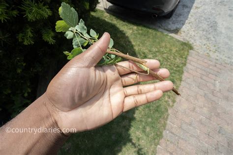 Image result for How to Get Sap Off Tree Trunk of Mastic Tree